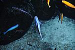 PCLI-11-7-09-140-Culinary-Aquarium-DDeRosaPhoto.jpg