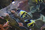 PCLI-11-7-09-147-Culinary-Aquarium-DDeRosaPhoto.jpg