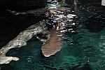 PCLI-11-7-09-159-Culinary-Aquarium-DDeRosaPhoto.jpg