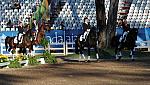PanAmGames-MX-10-16-11-6820-DDeRosaPhoto.JPG