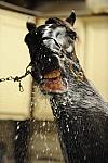 SharkGesture-7-19-10-1383-DSC_0079-DDeRosaPhoto.jpg