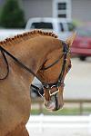 So8ths-5-4-12-Dressage-1383-SarahZimmer-MardiGras-DDeRosaPhoto