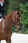 So8ths-5-4-12-Dressage-0934-KristinNeill-BigBonesBailey-DDeRosaPhoto