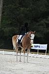 So8ths-5-4-12-Dressage-1046-BrianaTimmerman-ASplashofHenry-DDeRosaPhoto