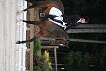 So8ths-5-4-12-Dressage-0496-KatellynPadgett-AddedMoney-DDeRosaPhoto