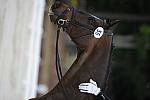 So8ths-5-4-12-Dressage-0515-KatellynPadgett-AddedMoney-DDeRosaPhoto