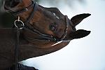 So8ths-5-4-12-Dressage-0586-LindsayStaianoWilliams-TriumphII-DDeRosaPhoto