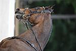 So8ths-5-4-12-Dressage-0643-GwenKriskie-Barney-DDeRosaPhoto