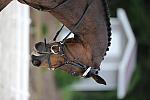 So8ths-5-4-12-Dressage-0645-GwenKriskie-Barney-DDeRosaPhoto