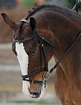 So8ths-5-4-12-Dressage-1050-KindellBillingsley-Keeneland-DDeRosaPhoto - Copy