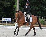 So8ths-5-4-12-Dressage-0441-LaurenTracey-Ransom-DDeRosaPhoto (2)