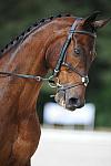 So8ths-5-4-12-Dressage-0729-HeidiBeaumont-SouthBoundary-DDeRosaPhoto