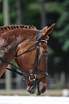 So8ths-5-4-12-Dressage-0921-KristinNeill-BigBonesBailey-DDeRosaPhoto