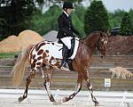 So8ths-5-4-12-Dressage-0462-JordanLambert-RioWild-DDeRosaPhoto