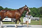 So8ths-5-3-12-1stJog-2115-KindellBillingsley-Keeneland-N3D-DDeRosaPhoto