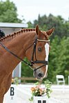 So8ths-5-3-13-Dressage-5531-CarolMahoney-MercuryRising-DDeRosaPhoto