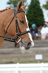 So8ths-5-3-13-Dressage-5049-SarahZimmer-MardiGras-DDeRosaPhoto