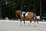 So8ths-5-3-13-Dressage-5051-SarahZimmer-MardiGras-DDeRosaPhoto