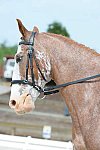 So8ths-5-3-13-Dressage-5122-BrianaTimmerman-ASplashofHenry-DDeRosaPhoto