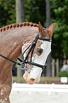 So8ths-5-3-13-Dressage-5136-BrianaTimmerman-ASplashofHenry-DDeRosaPhoto