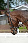 So8ths-5-3-13-Dressage-5170-MannyDiemer-Krugerrand-DDeRosaPhoto