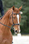 So8ths-5-3-13-Dressage-5245-SamanthaDiMaria-Valentine-DDeRosaPhoto