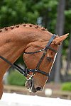 So8ths-5-3-13-Dressage-5286-SamanthaDiMaria-Valentine-DDeRosaPhoto