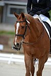 So8ths-5-3-13-Dressage-5313-SamanthaDiMaria-Valentine-DDeRosaPhoto