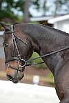 So8ths-5-3-13-Dressage-5021-KaitlynnMosing-Powerhound-DDeRosaPhoto