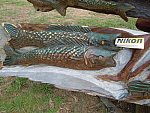 Taylor Pence-1-So8ths-5-3-13-NikonPhotoContest-0018