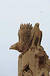 So8ths-5-1-11-5426-DDeRosaPhoto.JPG