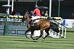 Spruce-Meadows-9-4-13-6905-LaurenHough-Ohala-USA-DDeRosaPhoto