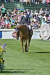 Spruce-Meadows-9-8-13-2591-PieterDevos-Candy-BEL-DDeRosaPhoto