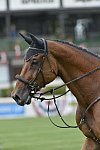 Spruce-Meadows-9-5-13-9246-DoronKuipers-AmparoZ-NED-DDeRosaPhoto