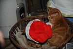 Cats-12-20-09-119-DDeRosaPhoto.jpg