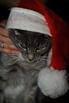 Cats-12-20-09-129-DDeRosaPhoto.jpg