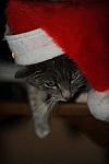 Cats-12-20-09-130-DDeRosaPhoto.jpg