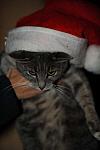 Cats-12-20-09-137-DDeRosaPhoto.jpg