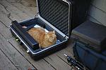 Cats-5-14-09-057-DDeRosaPhotos.jpg