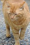 Cats-5-14-09-072-DDeRosaPhotos.jpg