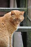 Cats-5-14-09-086-DDeRosaPhotos.jpg