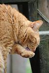 Cats-5-14-09-089-DDeRosaPhotos.jpg