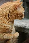 Cats-5-14-09-096-DDeRosaPhotos.jpg