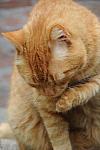 Cats-5-14-09-098-DDeRosaPhotos.jpg