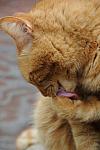 Cats-5-14-09-101-DDeRosaPhotos.jpg
