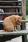 Cats-5-14-09-112-DDeRosaPhotos.jpg