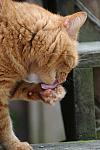 Cats-5-14-09-113-DDeRosaPhotos.jpg