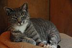 Cats-5-14-09-115-DDeRosaPhotos.jpg