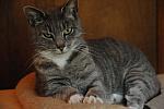 Cats-5-14-09-116-DDeRosaPhotos.jpg