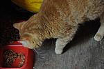 Cats-5-14-09-118-DDeRosaPhotos.jpg